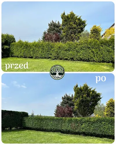 Pielęgnacja i Wycinka Drzewny Ekspert Oleh Kolvelis